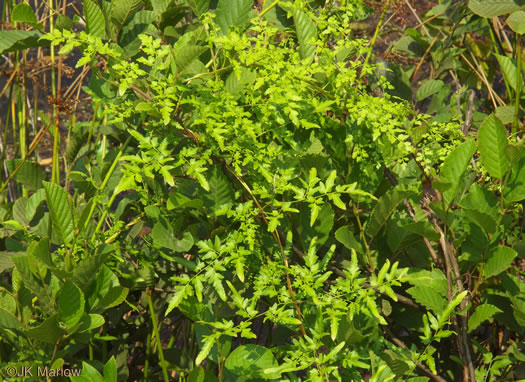 image of Lygodium japonicum, Japanese Climbing Fern