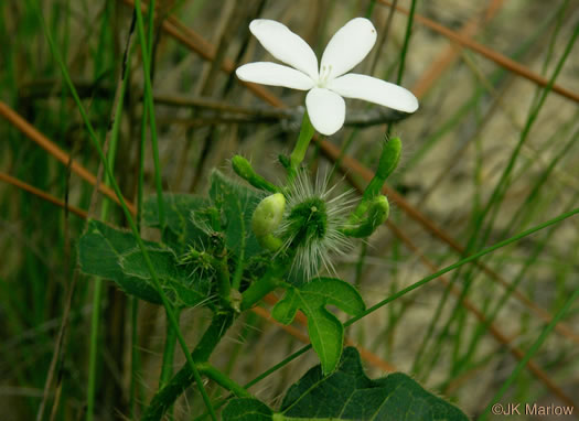 image of Cnidoscolus stimulosus, Spurge-nettle, Tread-softly, Bull-nettle, Finger-rot