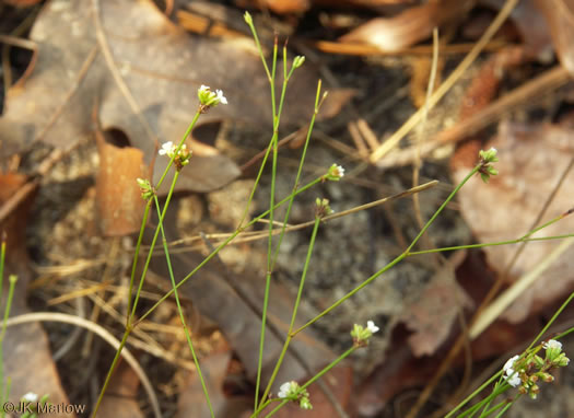 image of Stipulicida setacea, Coastal Plain Wireplant, Pineland Scaly-pink