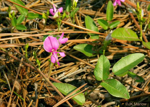 Galactia volubilis, Smooth Milkpea, Common Milkpea