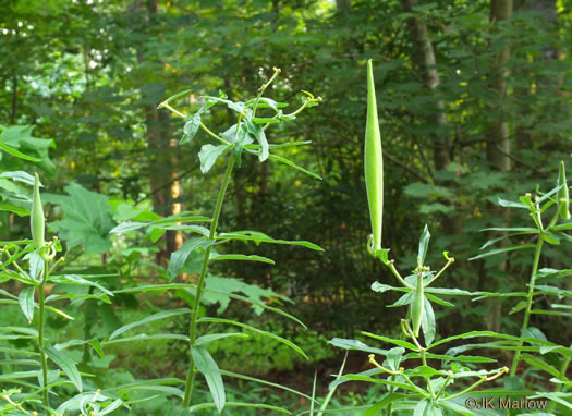 image of Asclepias tuberosa var. tuberosa, Butterfly Milkweed, Eastern Butterflyweed, Pleurisy Root, Wind Root