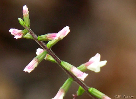 image of Phryma leptostachya, American Lopseed