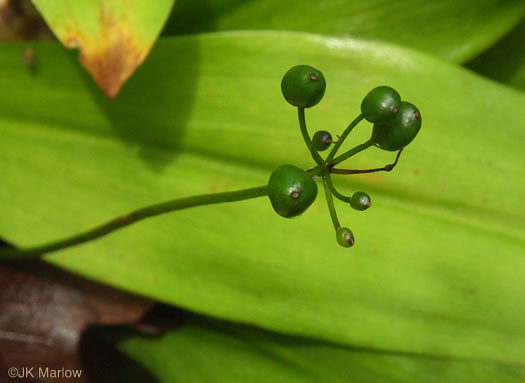 image of Clintonia umbellulata, Speckled Wood-lily, White Clintonia