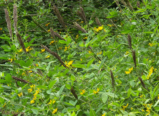 image of Thermopsis villosa, Aaron's Rod, Blue Ridge Golden-banner, Hairy Bush Pea