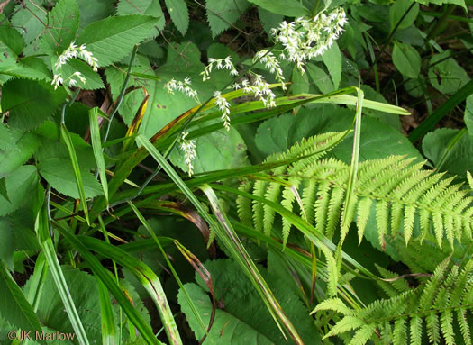 image of Stenanthium gramineum var. gramineum, Featherbells, Eastern Featherbells