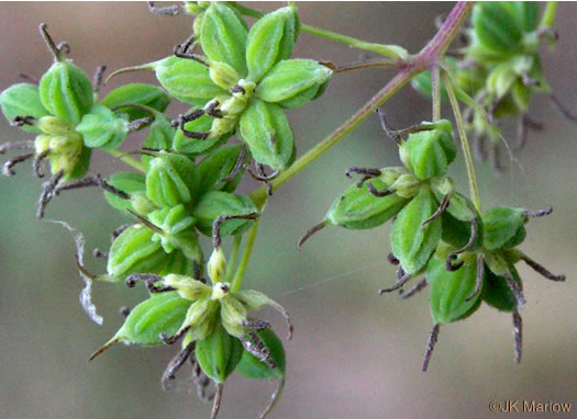 image of Thalictrum pubescens, Common Tall Meadowrue, King-of-the-meadow, Late Meadowrue