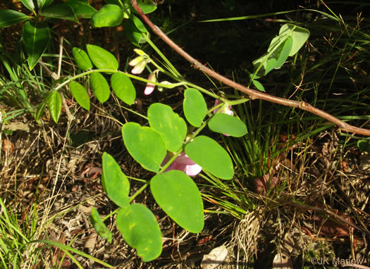 image of Robinia hispida var. rosea, Boynton's Locust