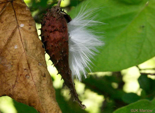 image of Matelea carolinensis, Carolina Spinypod, Climbing Milkweed, Climbing Milkvine, Maroon Carolina Milkvine