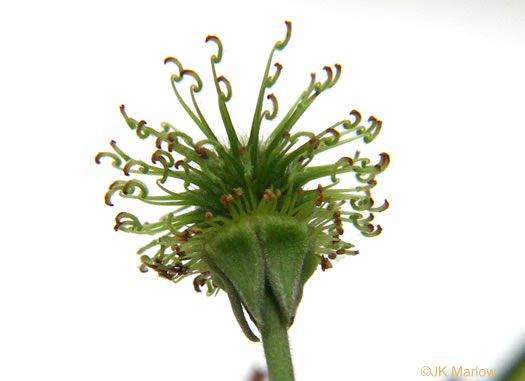 Pale Avens