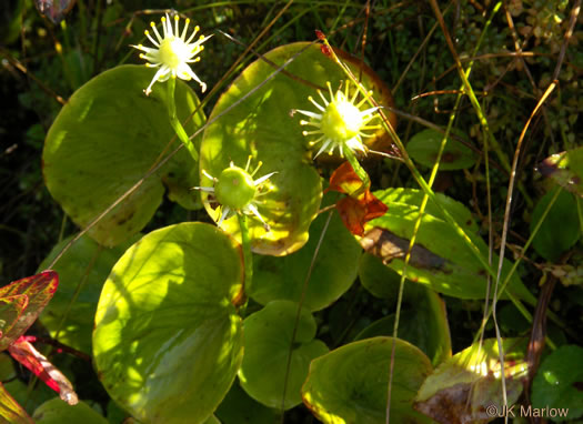 image of Parnassia asarifolia, Kidneyleaf Grass-of-Parnassus, Appalachian Grass-of-Parnassus, Brook Parnassia, Appalachian Parnassia