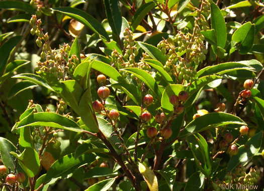 image of Pieris floribunda, Evergreen Mountain Fetterbush, Mountain Andromeda