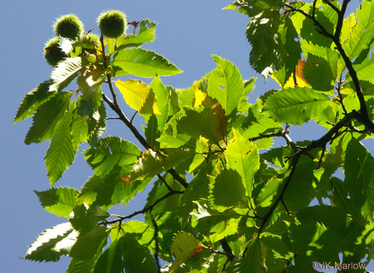 image of Castanea dentata, American Chestnut