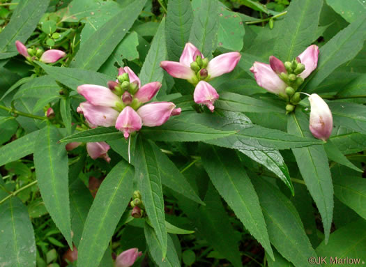 image of Chelone glabra, White Turtlehead