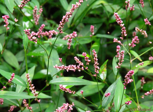 image of Persicaria longiseta, Longbristle Smartweed, Bristly Lady's-thumb, Creeping Smartweed, Tufted Knotweed