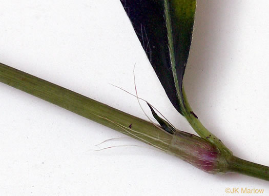 image of Persicaria longiseta, Longbristle Smartweed, Bristly Lady's-thumb, Creeping Smartweed, Tufted Knotweed