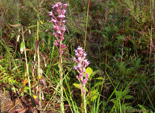 image of Trilisa paniculata, Deer's-tongue, Hairy Chaffhead, Panicled Chaffhead, Trilisa