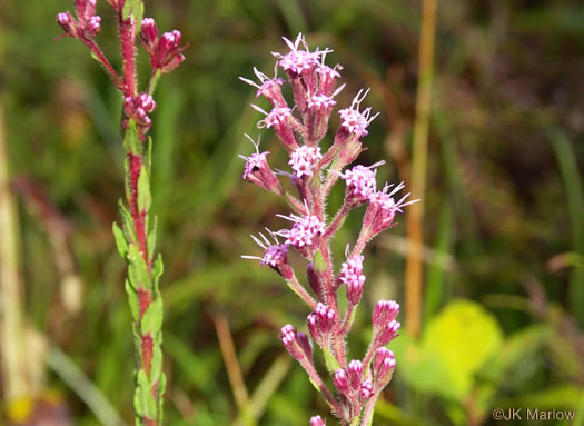 image of Trilisa paniculata, Deer's-tongue, Hairy Chaffhead, Panicled Chaffhead, Trilisa