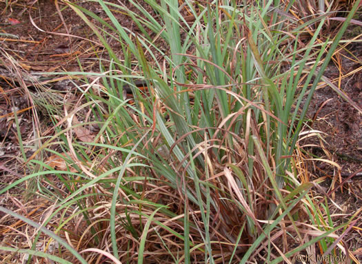 image of Andropogon capillipes, Dryland White Bluestem, Chalky Bluestem