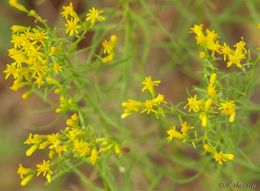 image of Euthamia caroliniana, Carolina Goldentop, Slender Flattop Goldenrod