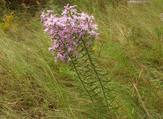 Common Elegant Blazing-star