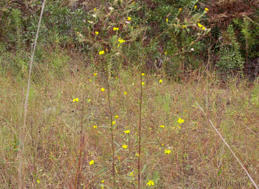 image of Croptilon divaricatum, Scratch-daisy, Goldenweed, Slender Scratch-daisy