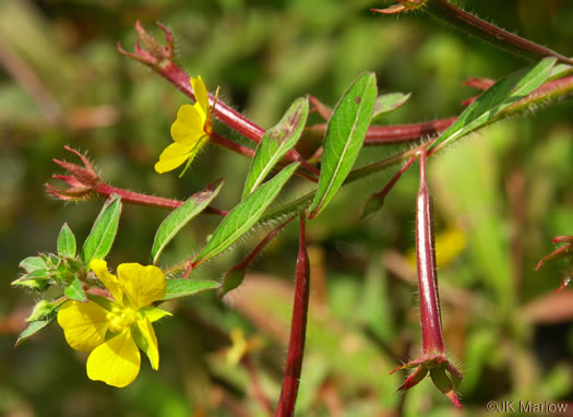 image of Ludwigia leptocarpa, Water-willow, Primrose Willow, Anglestem Primrose-willow