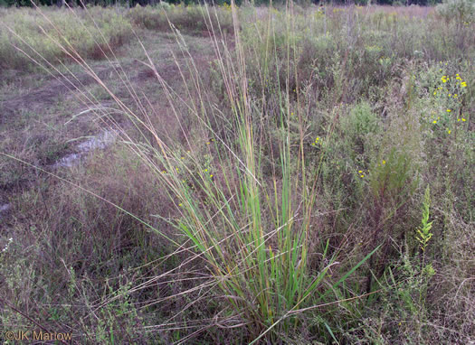 image of Paspalum urvillei, Vasey Grass