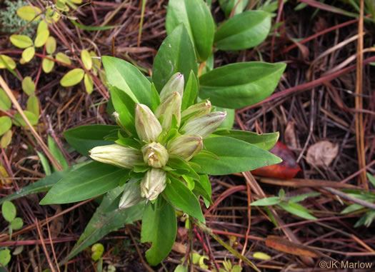 image of Gentiana villosa, Striped Gentian