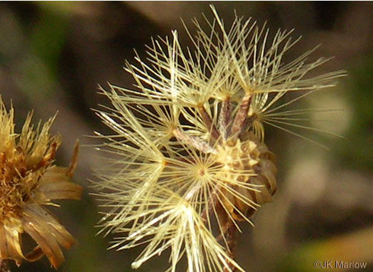 image of Pityopsis aspera var. adenolepis, Carolina Silkgrass, Pineland Silkgrass, Grassleaf Goldenaster