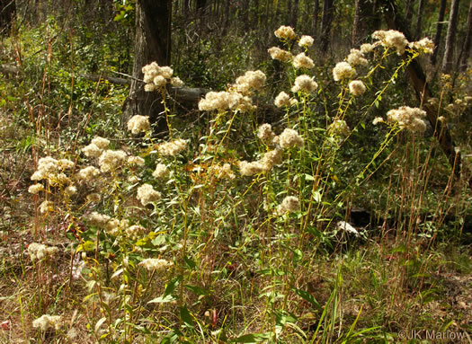 image of Solidago odora, Licorice Goldenrod, Sweet Goldenrod, Anise Goldenrod, Anise-scented Goldenrod