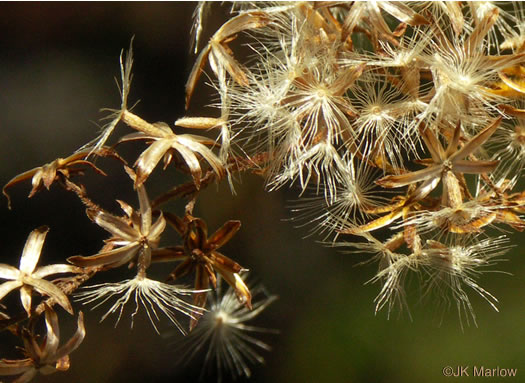 image of Solidago odora, Licorice Goldenrod, Sweet Goldenrod, Anise Goldenrod, Anise-scented Goldenrod