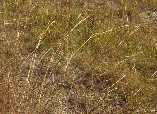 image of Sporobolus clandestinus, Rough Dropseed