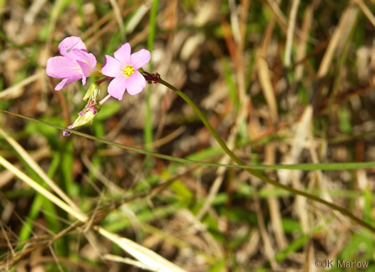 image of Oxalis violacea, Violet Wood-sorrel