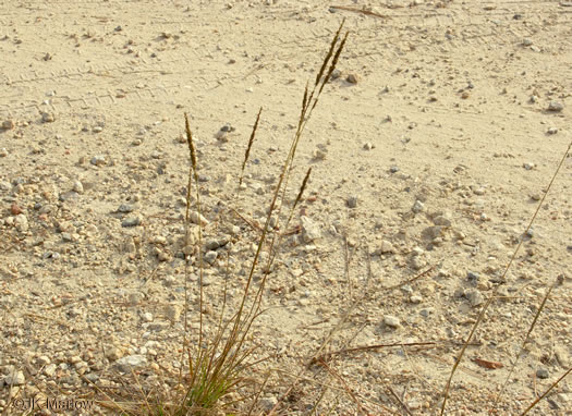 image of Tridens strictus, Longspike Tridens, Longspike Fluffgrass, Spike Triodia