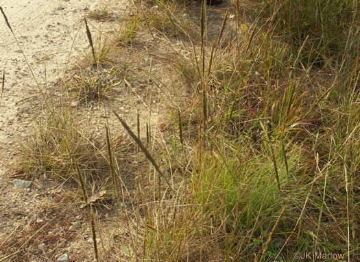 image of Tridens strictus, Longspike Tridens, Longspike Fluffgrass, Spike Triodia