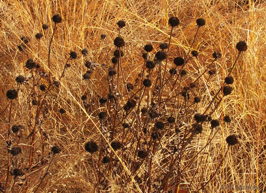 image of Rudbeckia fulgida, Common Eastern Coneflower, Orange Coneflower