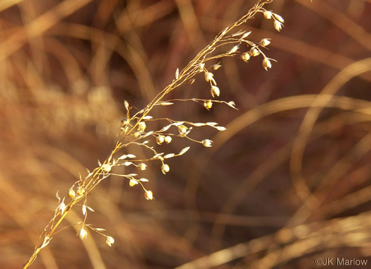 image of Sporobolus heterolepis, Prairie Dropseed