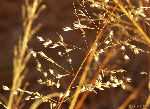 image of Sporobolus heterolepis, Prairie Dropseed