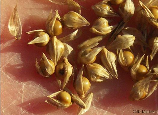 image of Sporobolus heterolepis, Prairie Dropseed