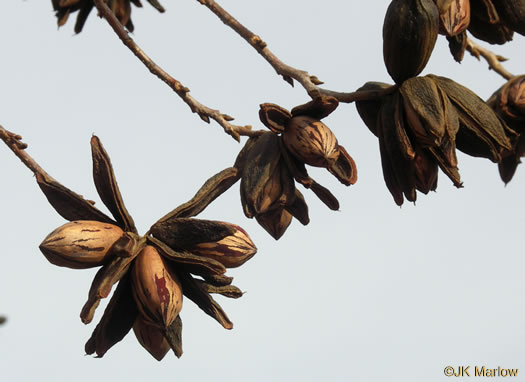 image of Carya illinoinensis, Pecan