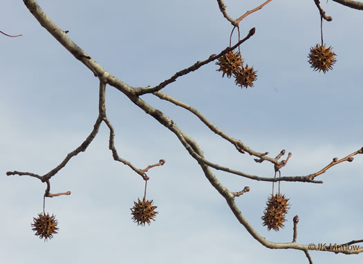 image of Liquidambar styraciflua, Sweetgum