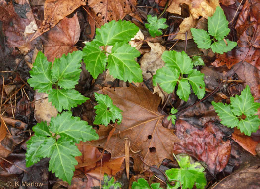 image of Cardamine angustata, Eastern Slender Toothwort