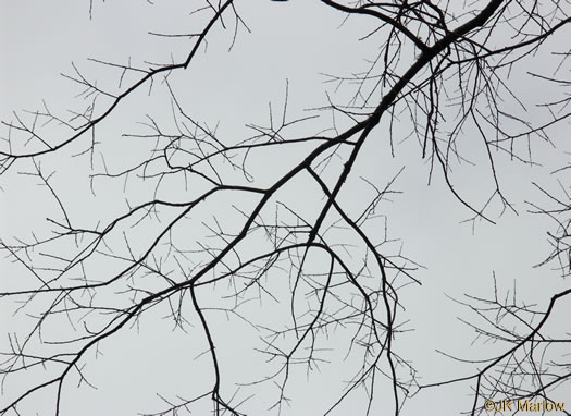 image of Diospyros virginiana, American Persimmon, Possumwood, Simmon