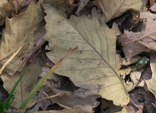 image of Quercus michauxii, Swamp Chestnut Oak, Basket Oak