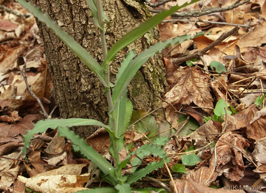 image of Borodinia laevigata, Common Smooth Rockcress