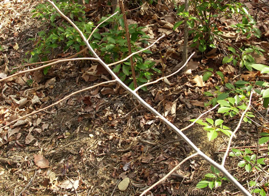 image of Nyssa sylvatica, Blackgum, Black Tupelo, Sour Gum