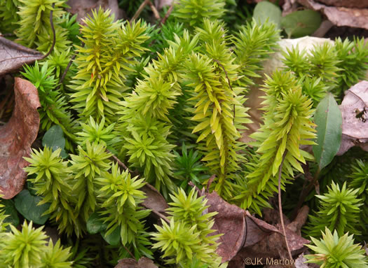 image of Huperzia lucidula, Shining Clubmoss, Shining Firmoss