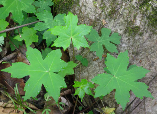 image of Hydrophyllum canadense, Mapleleaf Waterleaf, Broadleaf Waterleaf, Canada Waterleaf, Bluntleaf Waterleaf