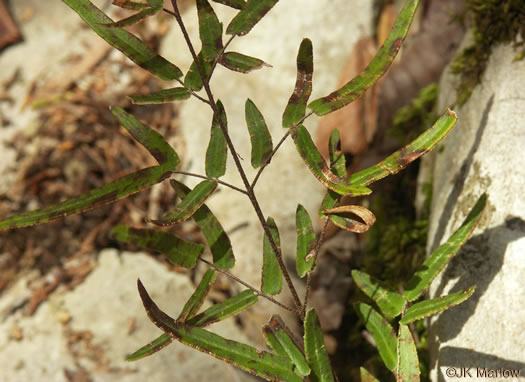 image of Pellaea atropurpurea, Purple Cliffbrake