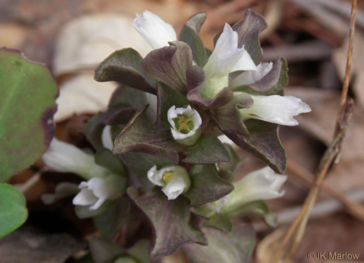 image of Obolaria virginica, Pennywort, Virginia Pennywort